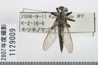 昆虫類