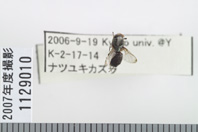 昆虫類