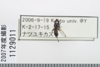 昆虫類