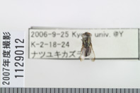 昆虫類