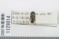 昆虫類