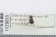 昆虫類