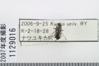 昆虫類