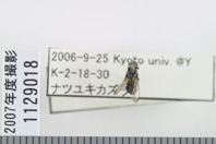 昆虫類