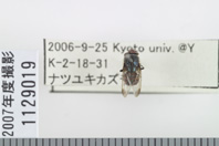 昆虫類