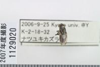 昆虫類