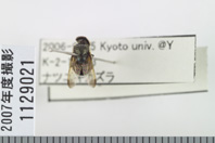 昆虫類