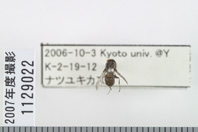 昆虫類