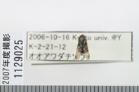 昆虫類