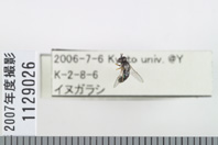 昆虫類