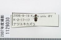 昆虫類