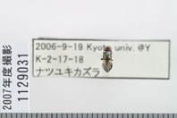 昆虫類
