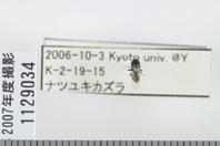昆虫類