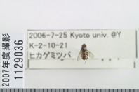 昆虫類
