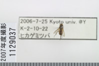 昆虫類
