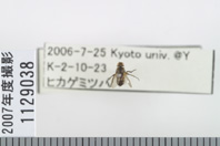 昆虫類