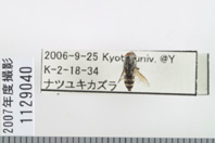 昆虫類