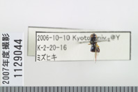 昆虫類