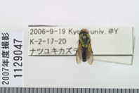 昆虫類