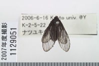 昆虫類
