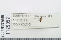 昆虫類