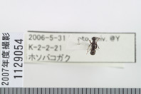 昆虫類
