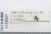 昆虫類
