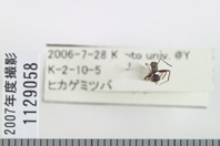 昆虫類