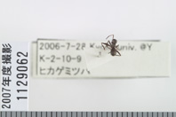 昆虫類