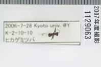 昆虫類