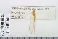 昆虫類