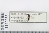 昆虫類
