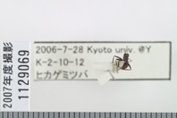 昆虫類