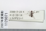 昆虫類