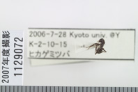 昆虫類