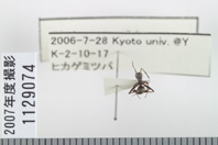 昆虫類