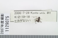 昆虫類