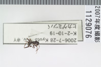 昆虫類