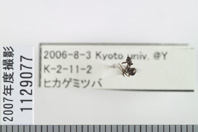 昆虫類
