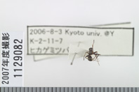 昆虫類