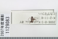 昆虫類