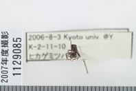 昆虫類