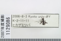 昆虫類
