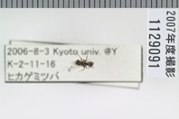 昆虫類