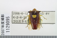 昆虫類