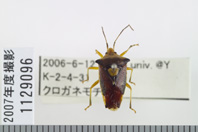 昆虫類