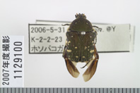 昆虫類