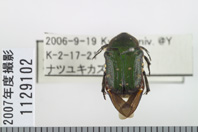昆虫類