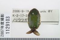 昆虫類