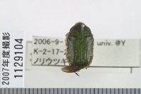 昆虫類